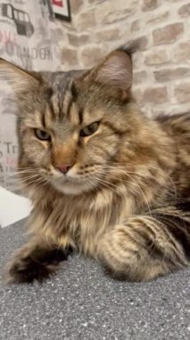 Maine Rakunu, Kedi, Büyük Kedi, Canlı, Aşk, Hayvan, Dinlenme Odası, Bak, Kürk, Yüz, Kulak, Pençe, Arkadaş, Arkadaş, Yumuşak, Ev Sahibi, Rüya, Yakışıklı, Yakışıklı, Gururlu, Kral,