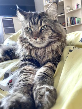 Maine Rakunu, Kedi, Büyük Kedi, Canlı, Aşk, Hayvan, Dinlenme Odası, Bak, Kürk, Yüz, Kulak, Pençe, Arkadaş, Arkadaş, Yumuşak, Ev Sahibi, Rüya, Yakışıklı, Yakışıklı, Gururlu, Kral,