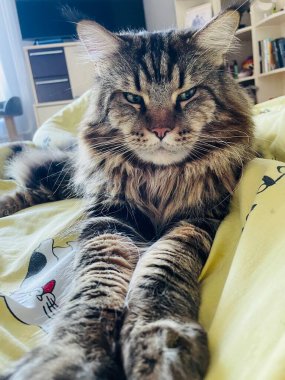 Maine Rakunu, Kedi, Büyük Kedi, Canlı, Aşk, Hayvan, Dinlenme Odası, Bak, Kürk, Yüz, Kulak, Pençe, Arkadaş, Arkadaş, Yumuşak, Ev Sahibi, Rüya, Yakışıklı, Yakışıklı, Gururlu, Kral,