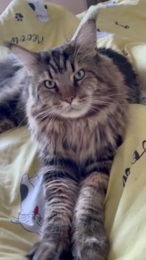 Maine Rakunu, Kedi, Büyük Kedi, Canlı, Aşk, Hayvan, Dinlenme Odası, Bak, Kürk, Yüz, Kulak, Pençe, Arkadaş, Arkadaş, Yumuşak, Ev Sahibi, Rüya, Yakışıklı, Yakışıklı, Gururlu, Kral,