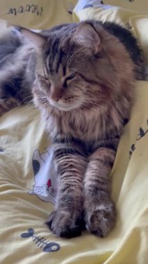 Maine Rakunu, Kedi, Büyük Kedi, Canlı, Aşk, Hayvan, Dinlenme Odası, Bak, Kürk, Yüz, Kulak, Pençe, Arkadaş, Arkadaş, Yumuşak, Ev Sahibi, Rüya, Yakışıklı, Yakışıklı, Gururlu, Kral,