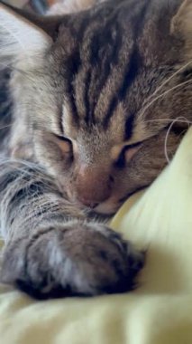 Maine Rakunu, Kedi, Büyük Kedi, Canlı, Aşk, Hayvan, Dinlenme Odası, Bak, Kürk, Yüz, Kulak, Pençe, Arkadaş, Arkadaş, Yumuşak, Ev Sahibi, Rüya, Yakışıklı, Yakışıklı, Gururlu, Kral,