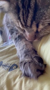 Maine Rakunu, Kedi, Büyük Kedi, Canlı, Aşk, Hayvan, Dinlenme Odası, Bak, Kürk, Yüz, Kulak, Pençe, Arkadaş, Arkadaş, Yumuşak, Ev Sahibi, Rüya, Yakışıklı, Yakışıklı, Gururlu, Kral,