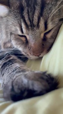 Maine Rakunu, Kedi, Büyük Kedi, Canlı, Aşk, Hayvan, Dinlenme Odası, Bak, Kürk, Yüz, Kulak, Pençe, Arkadaş, Arkadaş, Yumuşak, Ev Sahibi, Rüya, Yakışıklı, Yakışıklı, Gururlu, Kral,