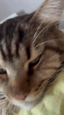 Maine Rakunu, Kedi, Büyük Kedi, Canlı, Aşk, Hayvan, Dinlenme Odası, Bak, Kürk, Yüz, Kulak, Pençe, Arkadaş, Arkadaş, Yumuşak, Ev Sahibi, Rüya, Yakışıklı, Yakışıklı, Gururlu, Kral,