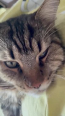 Maine Rakunu, Kedi, Büyük Kedi, Canlı, Aşk, Hayvan, Dinlenme Odası, Bak, Kürk, Yüz, Kulak, Pençe, Arkadaş, Arkadaş, Yumuşak, Ev Sahibi, Rüya, Yakışıklı, Yakışıklı, Gururlu, Kral,