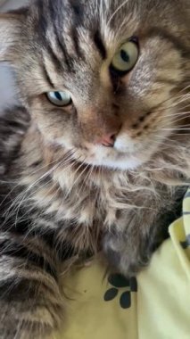 Maine Rakunu, Kedi, Büyük Kedi, Canlı, Aşk, Hayvan, Dinlenme Odası, Bak, Kürk, Yüz, Kulak, Pençe, Arkadaş, Arkadaş, Yumuşak, Ev Sahibi, Rüya, Yakışıklı, Yakışıklı, Gururlu, Kral,