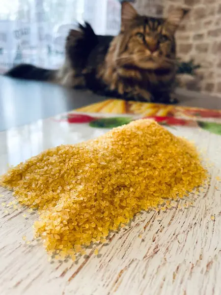 stock image Bulgur, wheat, cat, cats, Maine Coon, big cat, pet, animal, friend, friendship, together, animals, cereal, porridge, kitchen, useful, tasty, cook, table, life, love, positive