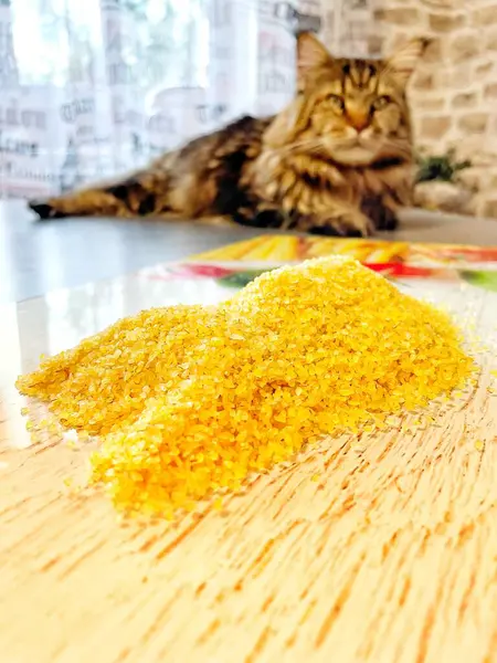 stock image Bulgur, wheat, cat, cats, Maine Coon, big cat, pet, animal, friend, friendship, together, animals, cereal, porridge, kitchen, useful, tasty, cook, table, life, love, positive