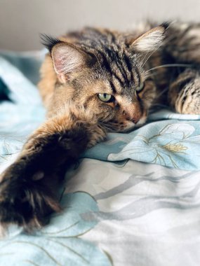 Maine Rakun, Kedi, Büyük Kedi, Canlı, Aşk, Hayvan, Oyun, Oyun, Dinlenme, Oda, Bakış, Kürk, Yüz, Kulak, Pençeler, Arkadaş, Tüylü, Evcil Hayvan, Rüya, Yatak odası, Yakışıklı, Arkadaş, Gururlu, Kral