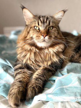 Maine Rakun, Kedi, Büyük Kedi, Canlı, Aşk, Hayvan, Oyun, Oyun, Dinlenme, Oda, Bakış, Kürk, Yüz, Kulak, Pençeler, Arkadaş, Tüylü, Evcil Hayvan, Rüya, Yatak odası, Yakışıklı, Arkadaş, Gururlu, Kral