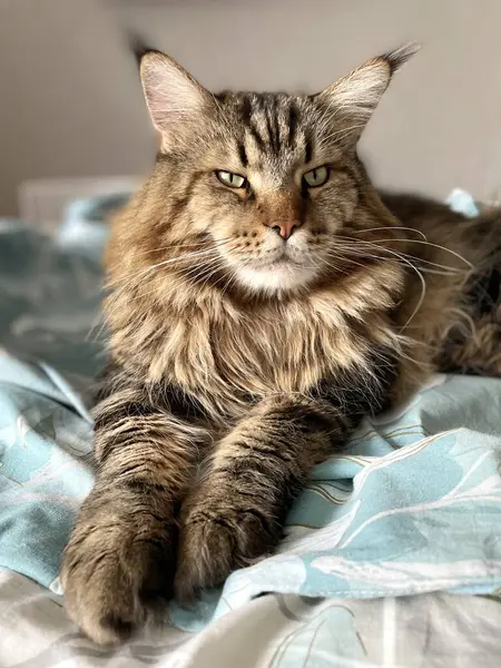 stock image Maine Coon, cat, big cat, alive, love, animal, game, play, rest, room, look, fur, face, ears, paws, friend, friend, furry, pet, home, dream, bed, bedroom, sleep, handsome , handsome, friendly, proud, king