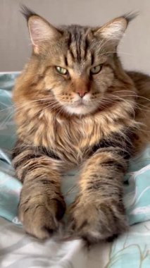 Maine Rakun, Kedi, Büyük Kedi, Canlı, Aşk, Hayvan, Oyun, Oyun, Dinlenme, Oda, Bakış, Kürk, Yüz, Kulak, Pençeler, Arkadaş, Tüylü, Evcil Hayvan, Rüya, Yatak odası, Yakışıklı, Arkadaş, Gururlu, Kral