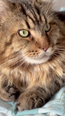 Maine Rakun, Kedi, Büyük Kedi, Canlı, Aşk, Hayvan, Oyun, Oyun, Dinlenme, Oda, Bakış, Kürk, Yüz, Kulak, Pençeler, Arkadaş, Tüylü, Evcil Hayvan, Rüya, Yatak odası, Yakışıklı, Arkadaş, Gururlu, Kral
