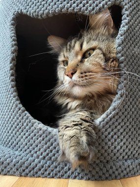 Maine Rakunu, Kedi, Büyük Kedi, Canlı, Aşk, Hayvan, Oyun, Oyun, Dinlenme, Oda, Bak, Kürk, Yüz, Kulak, Pençe, Arkadaş, Yumuşak, Evcil, Uyku, Yakışıklı, Arkadaş, Gururlu, Kral