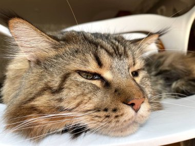 Maine Rakunu, Kedi, Büyük Kedi, Canlı, Aşk, Hayvan, Oyun, Oyun, Dinlenme, Oda, Bak, Kürk, Yüz, Kulak, Pençe, Arkadaş, Yumuşak, Evcil, Uyku, Yakışıklı, Arkadaş, Gururlu, Kral