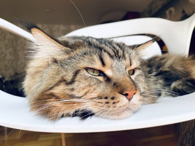 Maine Rakunu, Kedi, Büyük Kedi, Canlı, Aşk, Hayvan, Oyun, Oyun, Dinlenme, Oda, Bak, Kürk, Yüz, Kulak, Pençe, Arkadaş, Yumuşak, Evcil, Uyku, Yakışıklı, Arkadaş, Gururlu, Kral