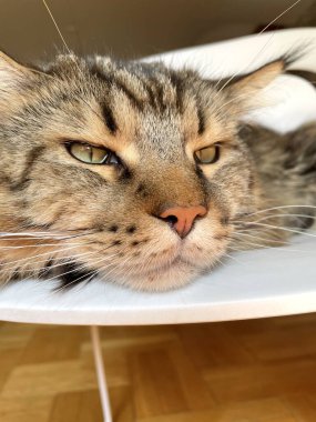 Maine Rakunu, Kedi, Büyük Kedi, Canlı, Aşk, Hayvan, Oyun, Oyun, Dinlenme, Oda, Bak, Kürk, Yüz, Kulak, Pençe, Arkadaş, Yumuşak, Evcil, Uyku, Yakışıklı, Arkadaş, Gururlu, Kral