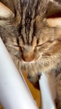 Maine Rakunu, Kedi, Büyük Kedi, Canlı, Aşk, Hayvan, Oyun, Oyun, Dinlenme, Oda, Bak, Kürk, Yüz, Kulak, Pençe, Arkadaş, Yumuşak, Evcil, Uyku, Yakışıklı, Arkadaş, Gururlu, Kral