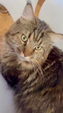 Maine Rakun, Kedi, Büyük Kedi, Canlı, Aşk, Hayvan, Oyun, Dinlenme, Oda, Bakış, Kürk, Yüz, Kulak, Pençe, Arkadaş, Yumuşak, Evcil Hayvan, Rüya, Uyku, Yakışıklı, Arkadaş, Gururlu, Kral. Aşk