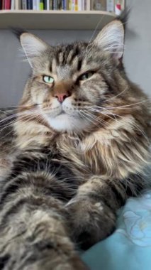 Maine Rakun, Kedi, Büyük Kedi, Canlı, Aşk, Hayvan, Oyun, Dinlenme, Oda, Bak, Kürk, Yüz, Kulak, Pençe, Arkadaş, Yumuşak, Evcil Hayvan, Rüya, Uyku, Yakışıklı, Arkadaş, Gururlu, Kral