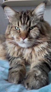 Maine Rakun, Kedi, Büyük Kedi, Canlı, Aşk, Hayvan, Oyun, Dinlenme, Oda, Bak, Kürk, Yüz, Kulak, Pençe, Arkadaş, Yumuşak, Evcil Hayvan, Rüya, Uyku, Yakışıklı, Arkadaş, Gururlu, Kral