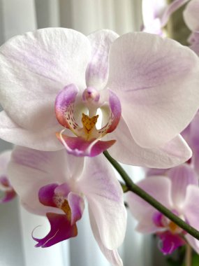 Orkide, orkide, şefkat, duygular, kırılganlık, aşk, hayat, bitki, çiçekler, beyaz, pembe