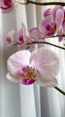 Orkide, orkide, şefkat, duygular, kırılganlık, aşk, hayat, bitki, çiçekler, beyaz, pembe
