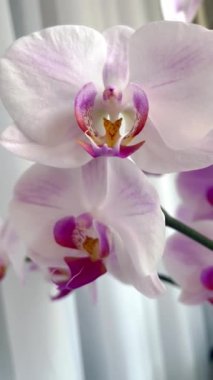 Orkide, orkide, şefkat, duygular, kırılganlık, aşk, hayat, bitki, çiçekler, beyaz, pembe