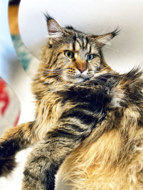 Maine Rakun, Kedi, Büyük Kedi, Canlı, Aşk, Hayvan, Oyun, Dinlenme, Oda, Bak, Kürk, Yüz, Kulak, Pençeler, Arkadaş, Tüylü, Evcil Hayvan, Rüya, Uyku, Yakışıklı, Arkadaş, Gururlu, Kral, Mainecoon 