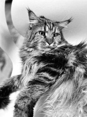 Maine Rakun, Kedi, Büyük Kedi, Canlı, Aşk, Hayvan, Oyun, Dinlenme, Oda, Bak, Kürk, Yüz, Kulak, Pençeler, Arkadaş, Tüylü, Evcil Hayvan, Rüya, Uyku, Yakışıklı, Arkadaş, Gururlu, Kral, Mainecoon 