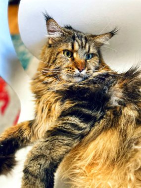 Maine Rakun, Kedi, Büyük Kedi, Canlı, Aşk, Hayvan, Oyun, Dinlenme, Oda, Bak, Kürk, Yüz, Kulak, Pençeler, Arkadaş, Tüylü, Evcil Hayvan, Rüya, Uyku, Yakışıklı, Arkadaş, Gururlu, Kral, Mainecoon 
