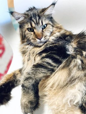 Maine Rakun, Kedi, Büyük Kedi, Canlı, Aşk, Hayvan, Oyun, Dinlenme, Oda, Bak, Kürk, Yüz, Kulak, Pençeler, Arkadaş, Tüylü, Evcil Hayvan, Rüya, Uyku, Yakışıklı, Arkadaş, Gururlu, Kral, Mainecoon 
