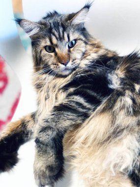Maine Rakun, Kedi, Büyük Kedi, Canlı, Aşk, Hayvan, Oyun, Dinlenme, Oda, Bak, Kürk, Yüz, Kulak, Pençeler, Arkadaş, Tüylü, Evcil Hayvan, Rüya, Uyku, Yakışıklı, Arkadaş, Gururlu, Kral, Mainecoon 