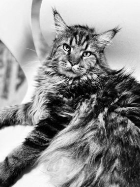 Maine Rakun, Kedi, Büyük Kedi, Canlı, Aşk, Hayvan, Oyun, Dinlenme, Oda, Bak, Kürk, Yüz, Kulak, Pençeler, Arkadaş, Tüylü, Evcil Hayvan, Rüya, Uyku, Yakışıklı, Arkadaş, Gururlu, Kral, Mainecoon 