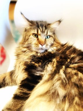 Maine Rakun, Kedi, Büyük Kedi, Canlı, Aşk, Hayvan, Oyun, Dinlenme, Oda, Bak, Kürk, Yüz, Kulak, Pençeler, Arkadaş, Tüylü, Evcil Hayvan, Rüya, Uyku, Yakışıklı, Arkadaş, Gururlu, Kral, Mainecoon 