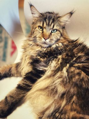 Maine Rakun, Kedi, Büyük Kedi, Canlı, Aşk, Hayvan, Oyun, Dinlenme, Oda, Bak, Kürk, Yüz, Kulak, Pençeler, Arkadaş, Tüylü, Evcil Hayvan, Rüya, Uyku, Yakışıklı, Arkadaş, Gururlu, Kral, Mainecoon 