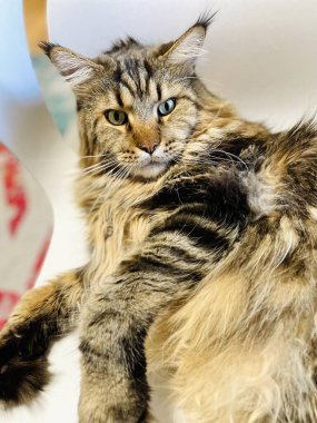 Maine Rakun, Kedi, Büyük Kedi, Canlı, Aşk, Hayvan, Oyun, Dinlenme, Oda, Bak, Kürk, Yüz, Kulak, Pençeler, Arkadaş, Tüylü, Evcil Hayvan, Rüya, Uyku, Yakışıklı, Arkadaş, Gururlu, Kral, Mainecoon 