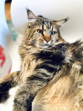 Maine Rakun, Kedi, Büyük Kedi, Canlı, Aşk, Hayvan, Oyun, Dinlenme, Oda, Bak, Kürk, Yüz, Kulak, Pençeler, Arkadaş, Tüylü, Evcil Hayvan, Rüya, Uyku, Yakışıklı, Arkadaş, Gururlu, Kral, Mainecoon 