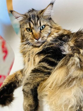 Maine Rakun, Kedi, Büyük Kedi, Canlı, Aşk, Hayvan, Oyun, Dinlenme, Oda, Bak, Kürk, Yüz, Kulak, Pençeler, Arkadaş, Tüylü, Evcil Hayvan, Rüya, Uyku, Yakışıklı, Arkadaş, Gururlu, Kral, Mainecoon 