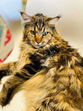 Maine Rakun, Kedi, Büyük Kedi, Canlı, Aşk, Hayvan, Oyun, Dinlenme, Oda, Bak, Kürk, Yüz, Kulak, Pençeler, Arkadaş, Tüylü, Evcil Hayvan, Rüya, Uyku, Yakışıklı, Arkadaş, Gururlu, Kral, Mainecoon 