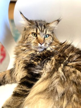 Maine Rakun, Kedi, Büyük Kedi, Canlı, Aşk, Hayvan, Oyun, Dinlenme, Oda, Bak, Kürk, Yüz, Kulak, Pençeler, Arkadaş, Tüylü, Evcil Hayvan, Rüya, Uyku, Yakışıklı, Arkadaş, Gururlu, Kral, Mainecoon 