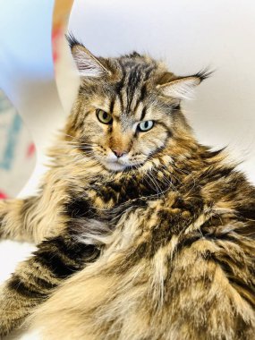 Maine Rakun, Kedi, Büyük Kedi, Canlı, Aşk, Hayvan, Oyun, Dinlenme, Oda, Bak, Kürk, Yüz, Kulak, Pençeler, Arkadaş, Tüylü, Evcil Hayvan, Rüya, Uyku, Yakışıklı, Arkadaş, Gururlu, Kral, Mainecoon 