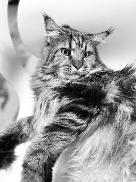 Maine Rakun, Kedi, Büyük Kedi, Canlı, Aşk, Hayvan, Oyun, Dinlenme, Oda, Bak, Kürk, Yüz, Kulak, Pençeler, Arkadaş, Tüylü, Evcil Hayvan, Rüya, Uyku, Yakışıklı, Arkadaş, Gururlu, Kral, Mainecoon 