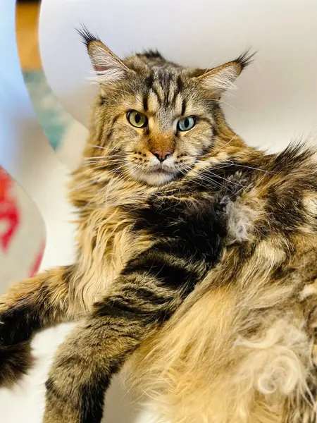 Maine Rakun, Kedi, Büyük Kedi, Canlı, Aşk, Hayvan, Oyun, Dinlenme, Oda, Bak, Kürk, Yüz, Kulak, Pençeler, Arkadaş, Tüylü, Evcil Hayvan, Rüya, Uyku, Yakışıklı, Arkadaş, Gururlu, Kral, Mainecoon 