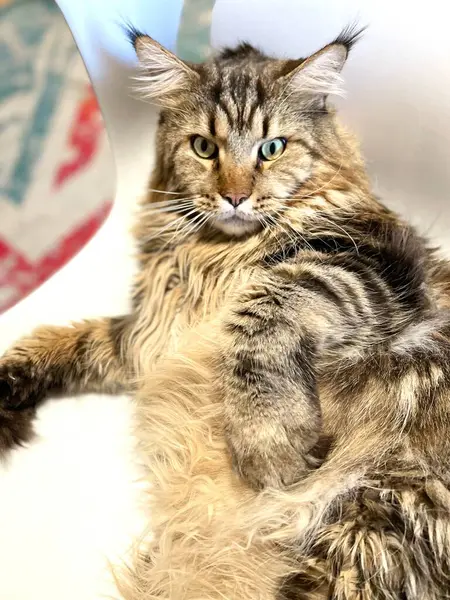 Maine Rakun, Kedi, Büyük Kedi, Canlı, Aşk, Hayvan, Oyun, Dinlenme, Oda, Bak, Kürk, Yüz, Kulak, Pençeler, Arkadaş, Tüylü, Evcil Hayvan, Rüya, Uyku, Yakışıklı, Arkadaş, Gururlu, Kral, Mainecoon 
