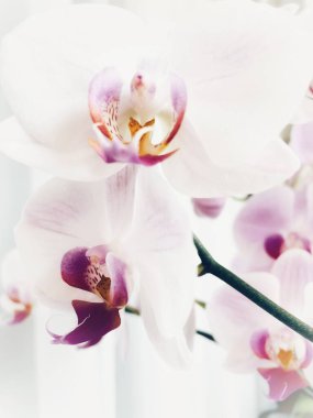 Orkide, orkide, şefkat, duygular, kırılganlık, aşk, hayat, bitki, çiçekler, beyaz, pembe