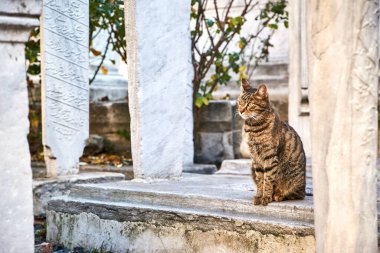 Türkiye, İstanbul, doğu, orta doğu, kültür, mimari, deniz, aşk, gökyüzü, boşluk, doğa, ilginç, özgürlük, turizm, seyahat, yolculuk, yolculuk, güzel