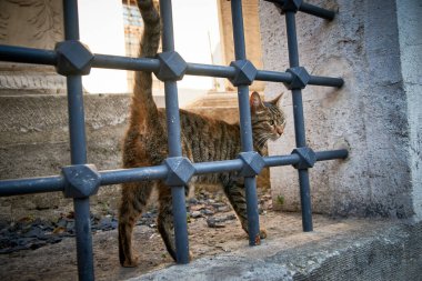 Türkiye, İstanbul, doğu, orta doğu, kültür, mimari, deniz, aşk, gökyüzü, boşluk, doğa, ilginç, özgürlük, turizm, seyahat, yolculuk, yolculuk, güzel