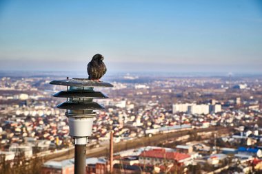 Ukrayna, Lviv, Ukraynaca, mimari, sokak, gökyüzü, uzay, doğa, savaş, hayat, yürüyüş, ilginç, seyahat, seyahat, seyahat, özgürlük, aşk, hayat, turizm, seyahat, tarih, duvar, grafiti, duvarlar, sanat